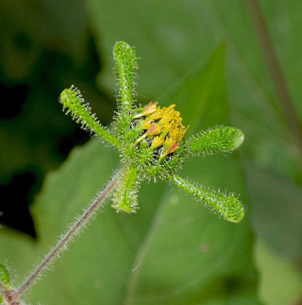 Image of Sigesbeckia orientalis specimen.