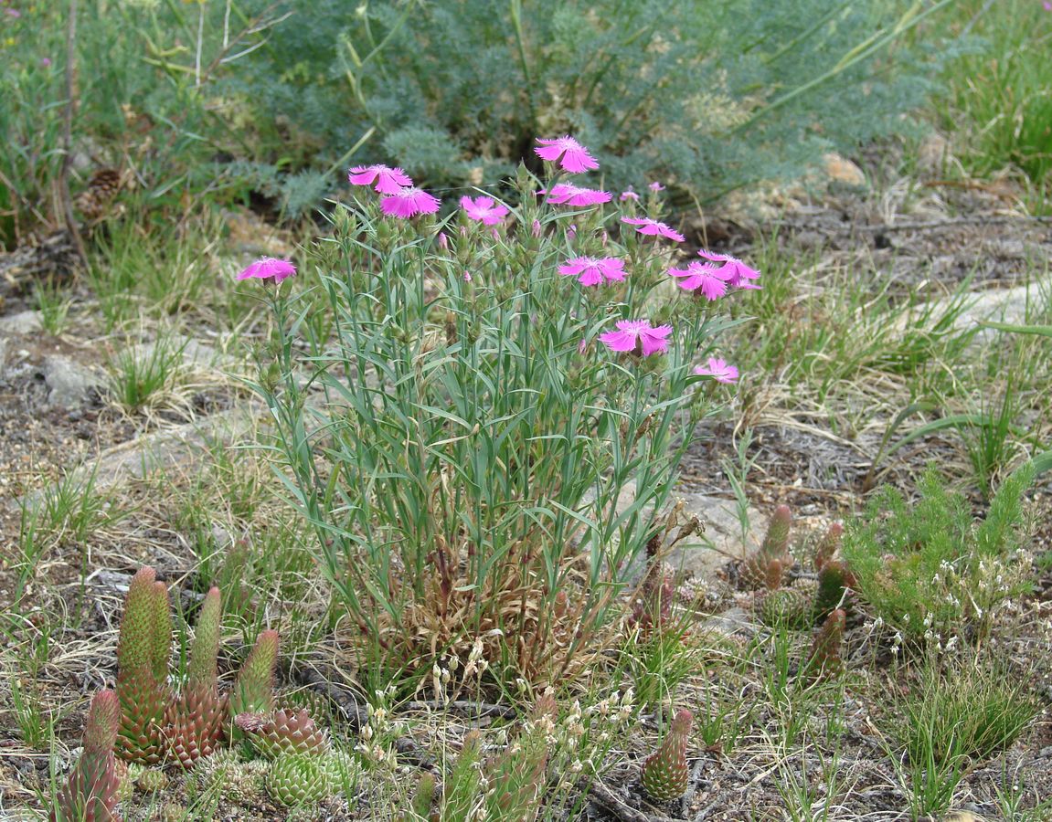 Изображение особи Dianthus versicolor.