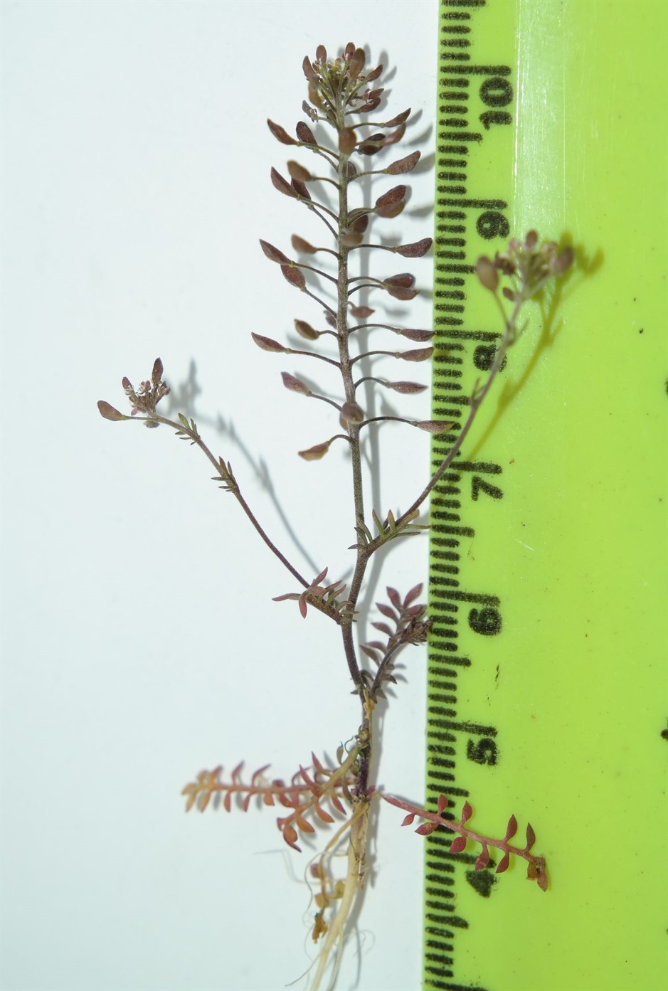Image of Hornungia petraea specimen.