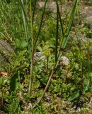 Allium montanostepposum