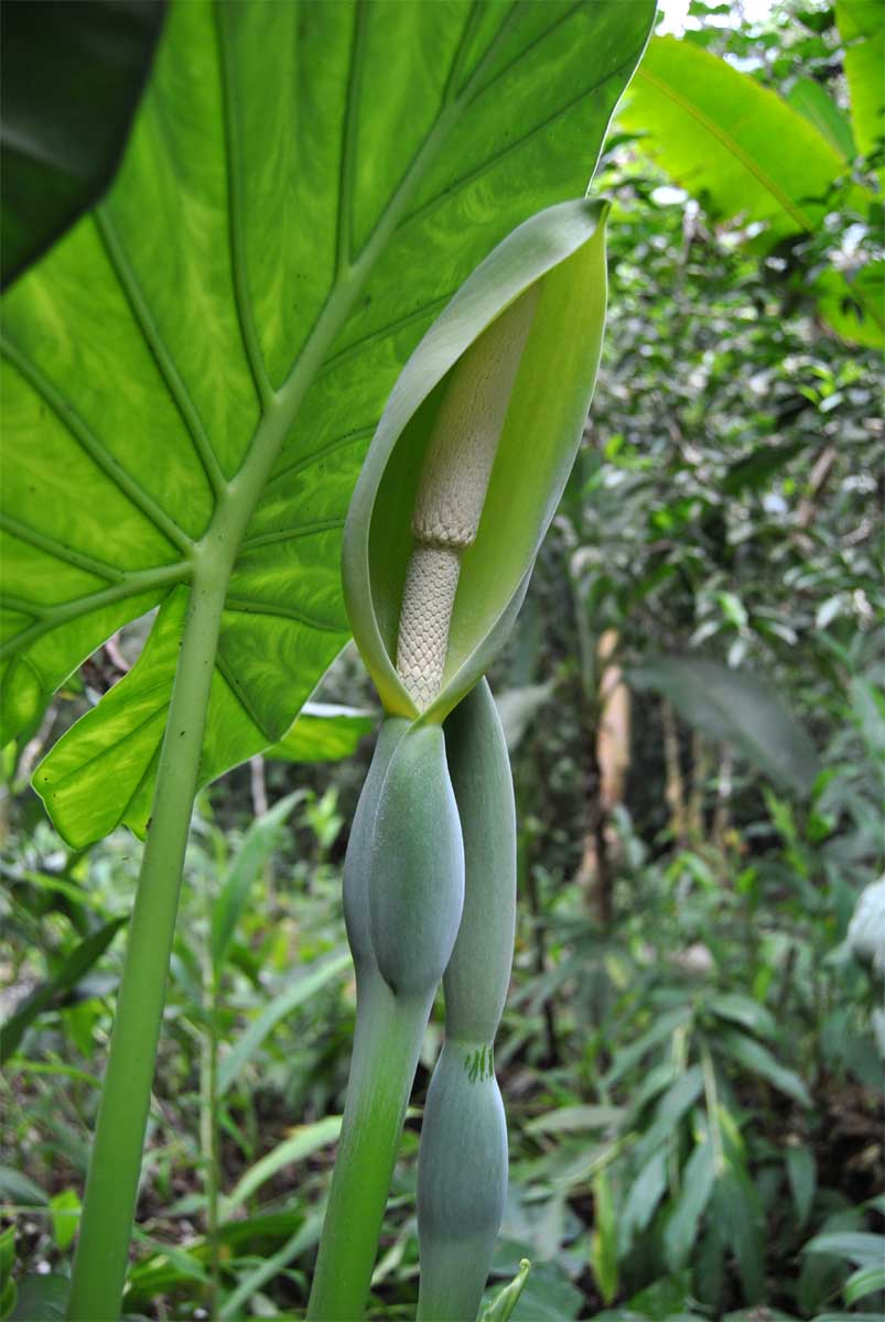 Image of Alocasia odora specimen.