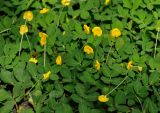 Arachis pintoi