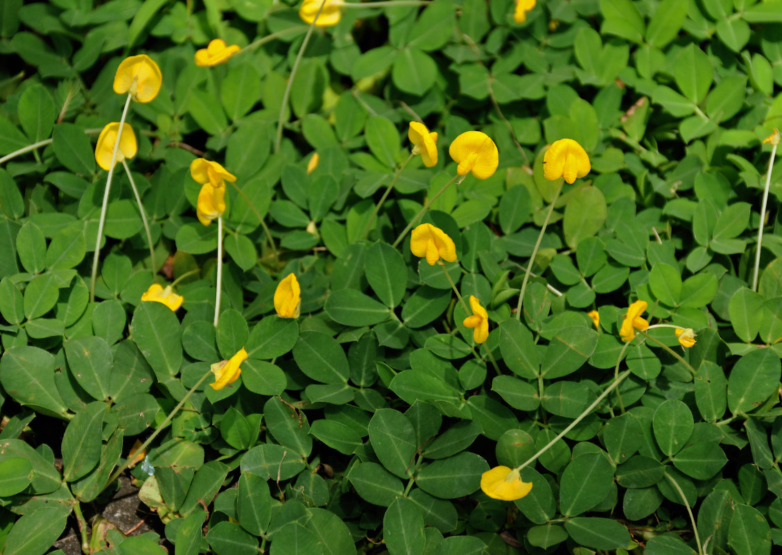 Image of Arachis pintoi specimen.