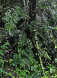 Nephrolepis davallioides. Взрослое растение на стволе дерева. Малайзия, Камеронское нагорье, ≈ 1500 м н.у.м., влажный тропический лес. 03.05.2017.