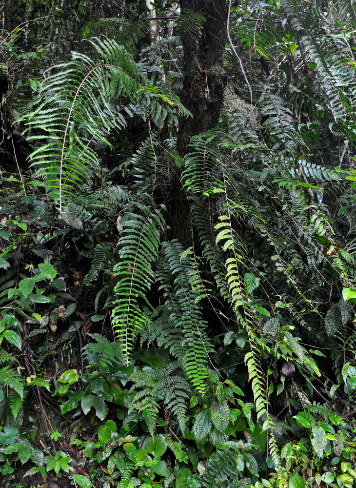 Image of Nephrolepis davallioides specimen.