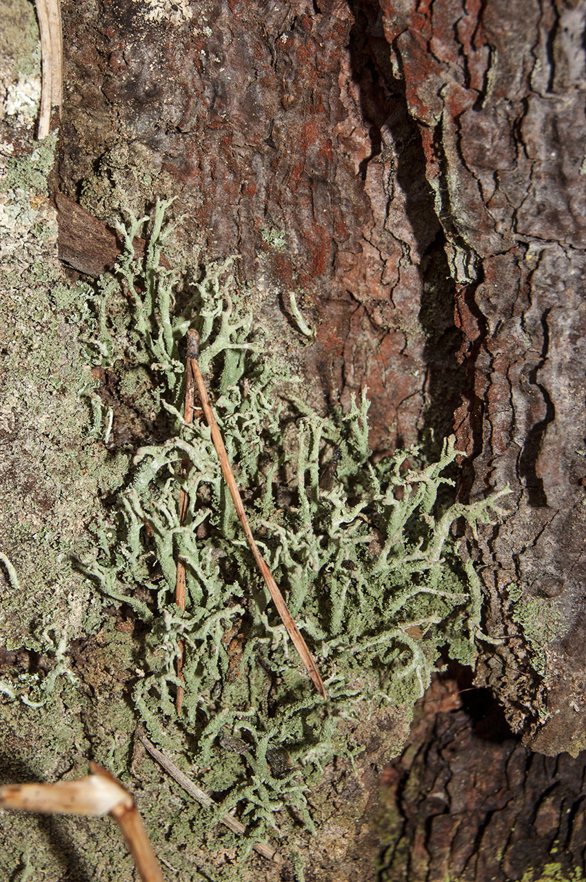 Изображение особи род Cladonia.