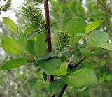 Salix phylicifolia