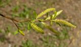 Salix euxina