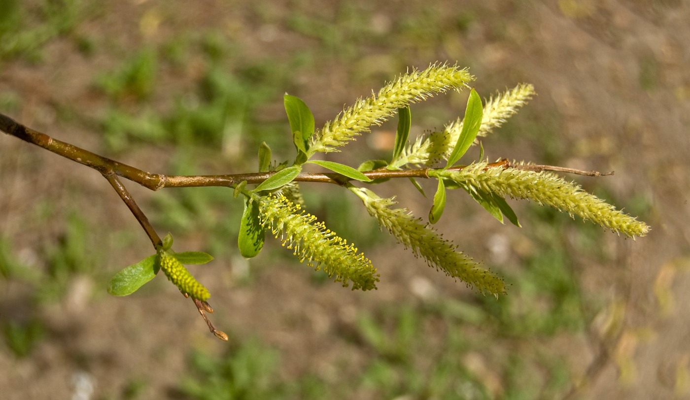 Изображение особи Salix euxina.