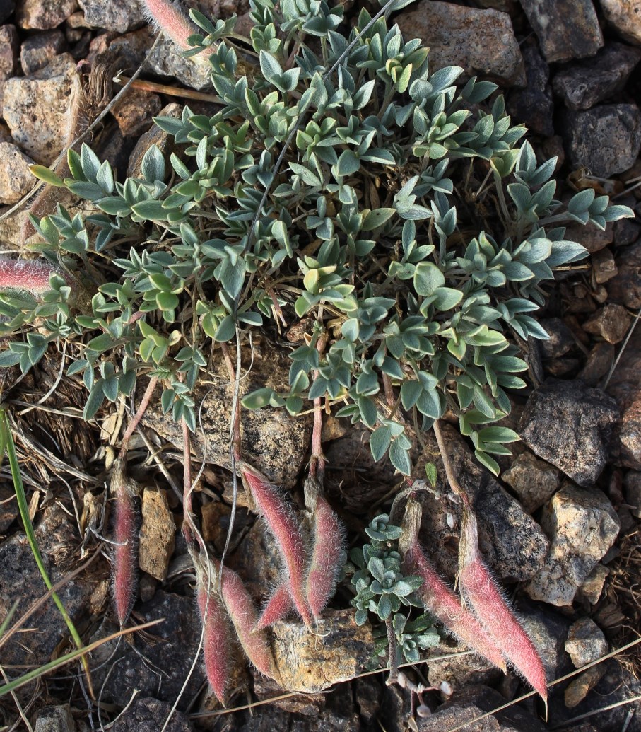 Изображение особи Astragalus arcanus.