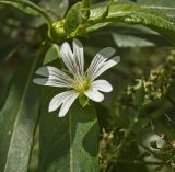 Cerastium davuricum. Цветок. Пермский край, Верещагинский р-н, окр. дер. Усть-Сепыч, долина р. Лысьва, заросли на высоком берегу. 7 июля 2018 г.