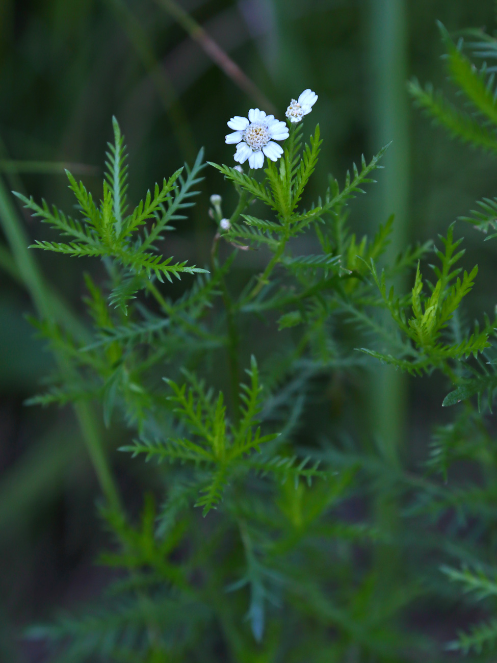 Изображение особи Achillea impatiens.