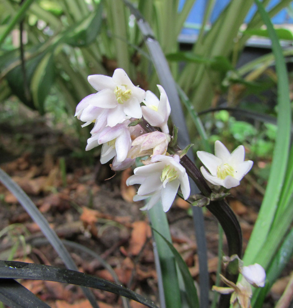 Image of Ophiopogon planiscapus specimen.