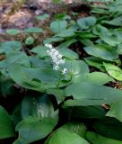 Maianthemum bifolium