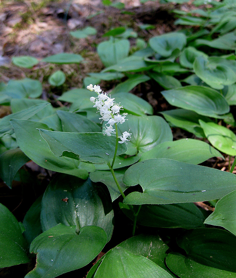 Image of Maianthemum bifolium specimen.