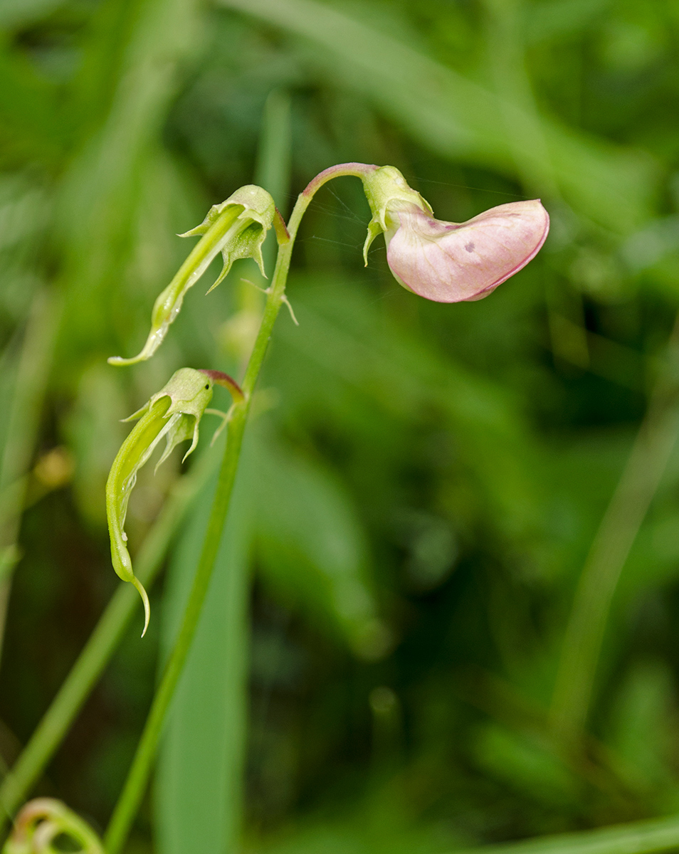 Изображение особи Lathyrus sylvestris.