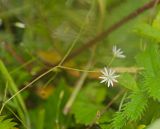 Stellaria graminea. Побег с цветком в мелких капельках росы. Пермский край, Суксунский р-н, Ключевское сельское поселение, долина р. Сылва примерно 5 км выше дер. Агафонково, заброшенное поле. 20 августа 2018 г.