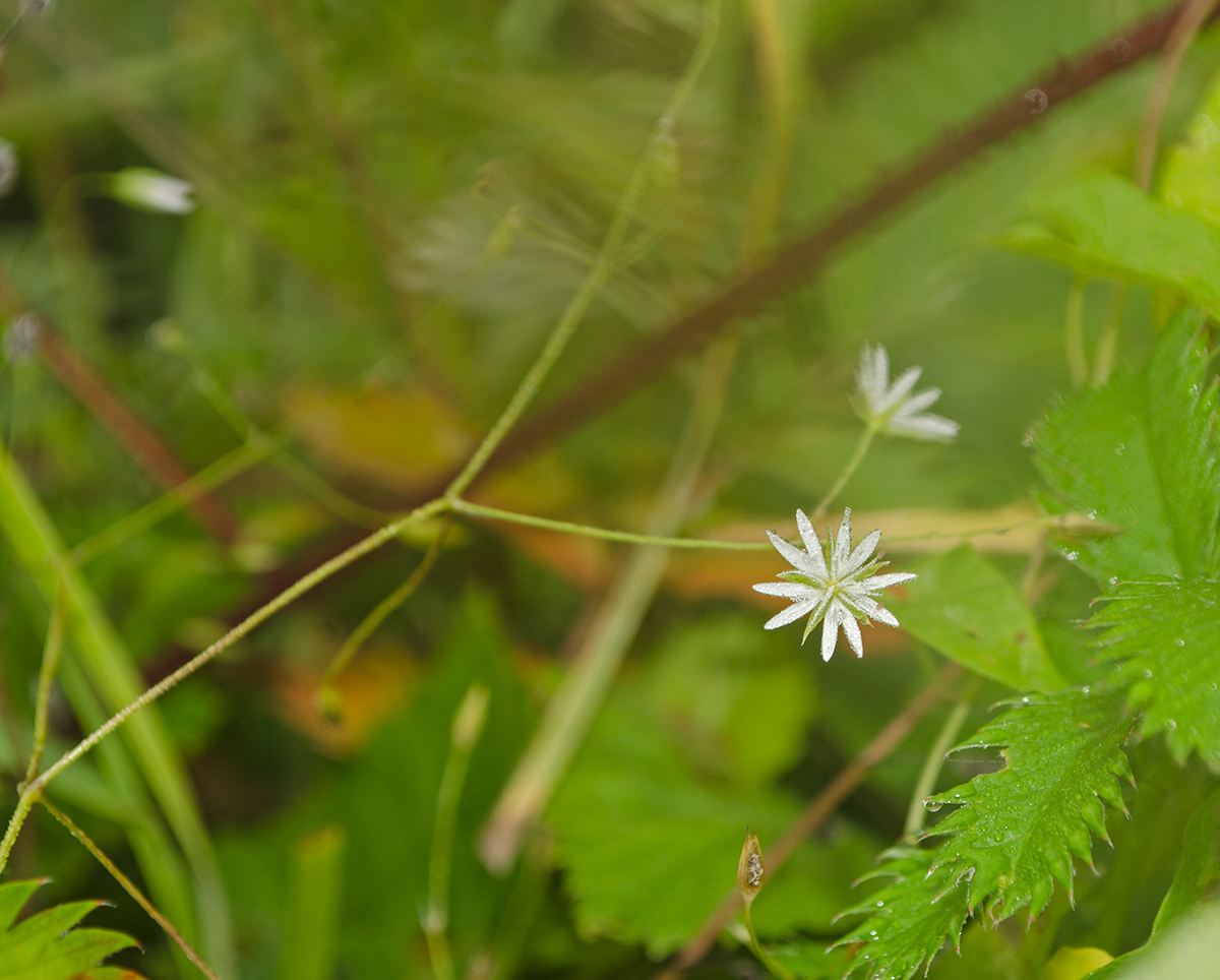 Image of Stellaria graminea specimen.
