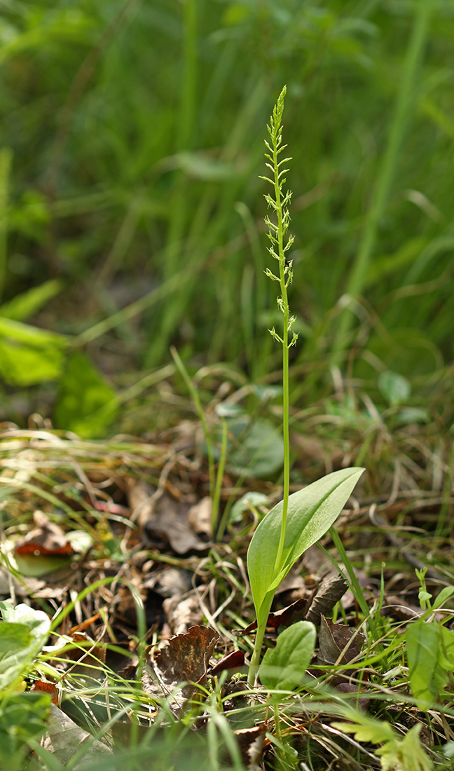 Image of Malaxis monophyllos specimen.