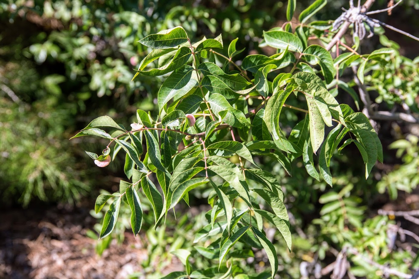 Изображение особи Pistacia terebinthus.