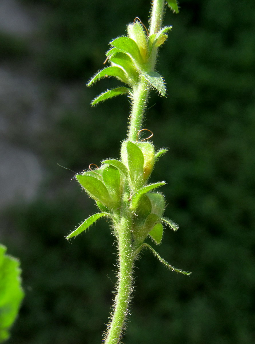 Image of Veronica officinalis specimen.