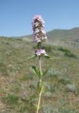 Thymus marschallianus. Верхушка побега с соцветием (побег изъят). Дагестан, окр. с. Талги, степь. 15.05.2018.