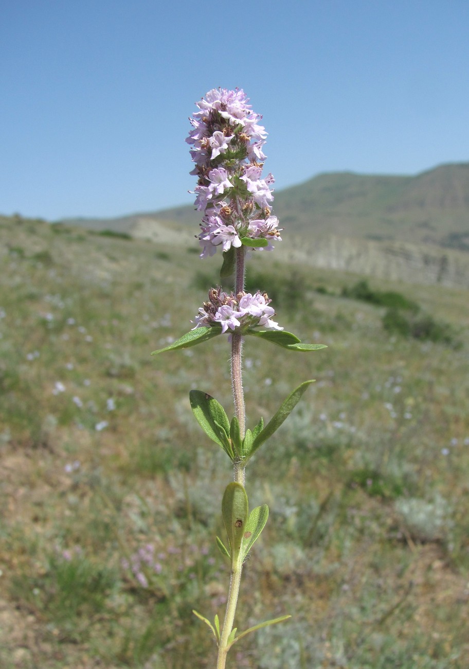 Изображение особи Thymus marschallianus.