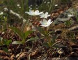 Trientalis europaea. Цветущие растения с отдыхающей на листе мухой. Магаданская обл., окр. г. Магадан, побережье бухты Нагаева, Морпортовская сопка, каменноберезняк. 10.06.2016.