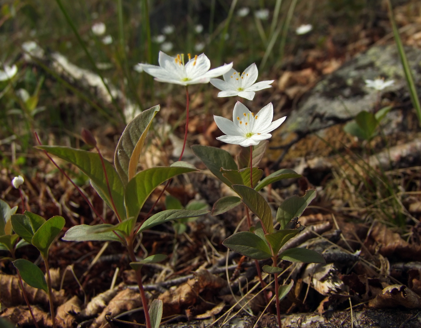 Изображение особи Trientalis europaea.