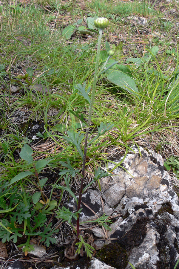 Image of Chrysanthemum zawadskii specimen.