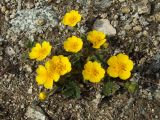 Potentilla fragiformis