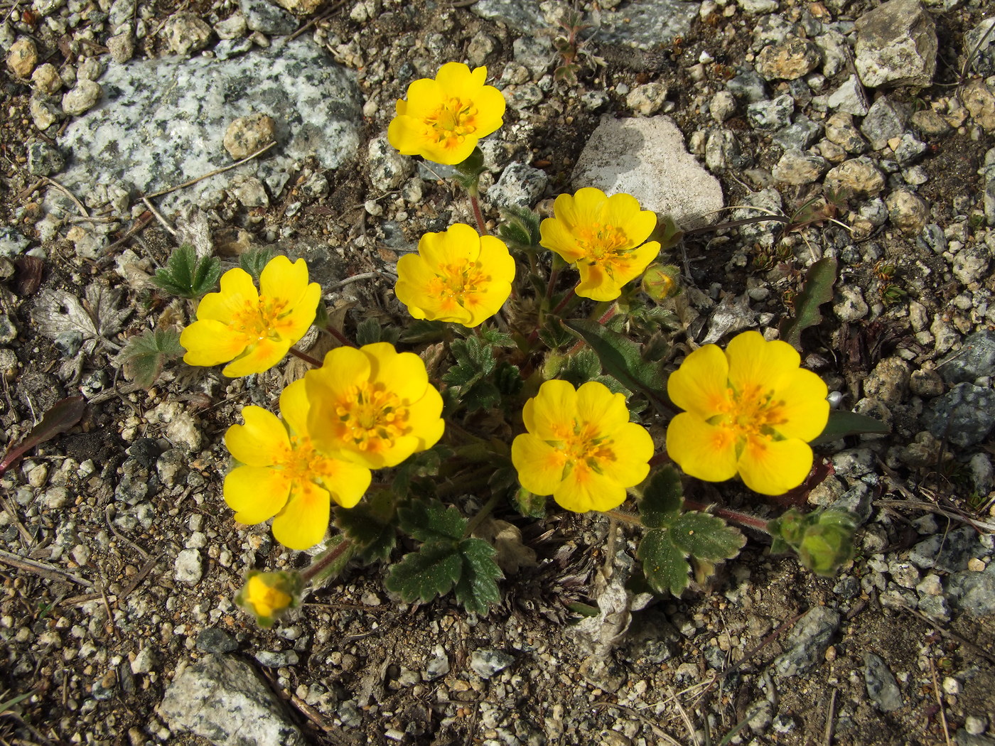 Image of Potentilla fragiformis specimen.