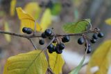 Frangula alnus