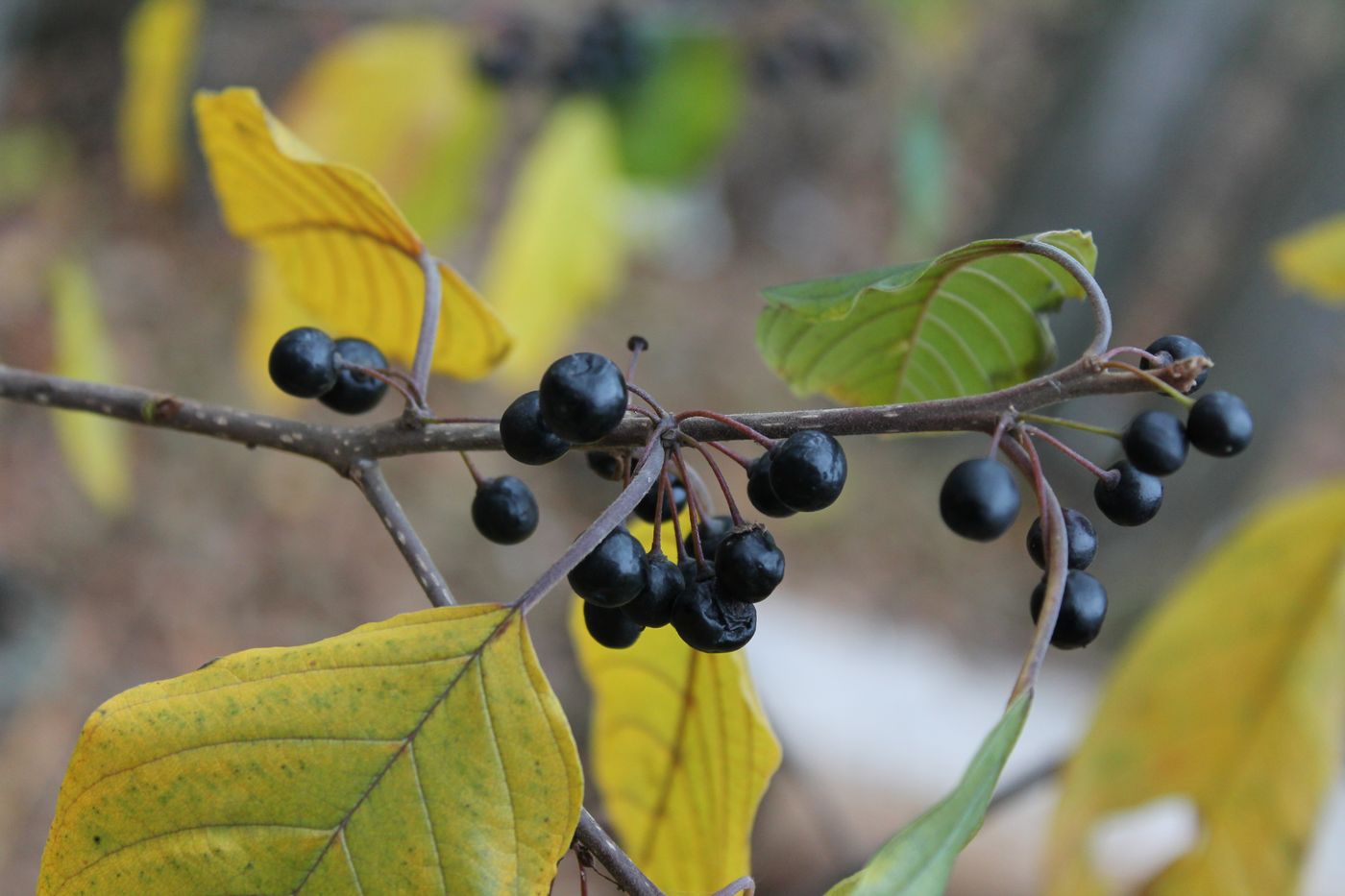 Изображение особи Frangula alnus.