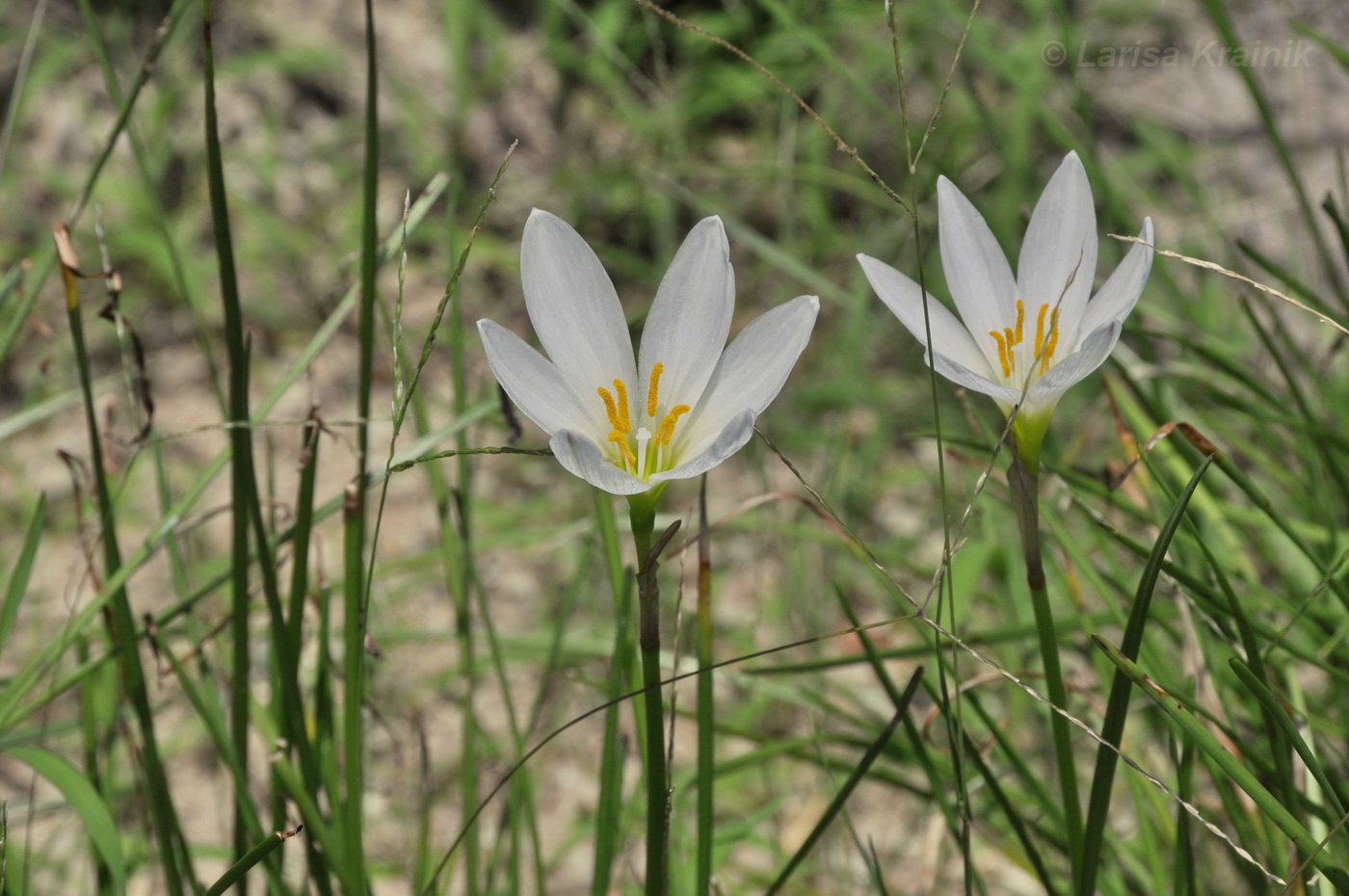 Image of Zephyranthes candida specimen.