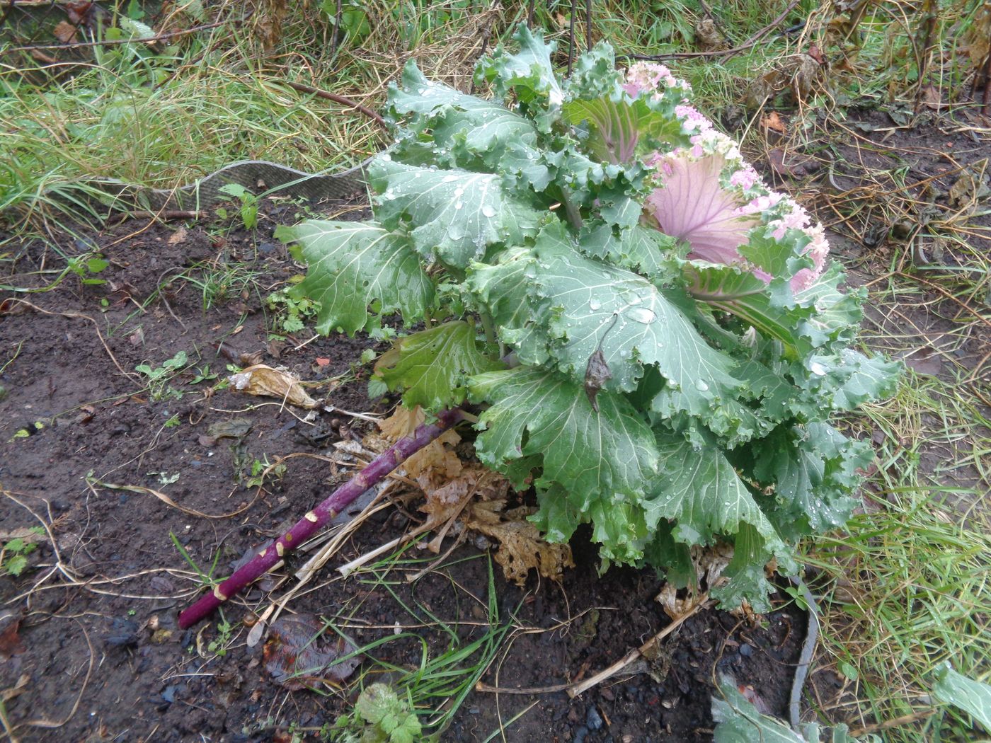 Image of Brassica oleracea var. viridis specimen.