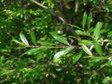 Salix rhamnifolia. Верхушка веточки. Иркутская обл., Слюдянский р-н, долина р. Слюдянка, редкий смешанный лес. 24.07.2018.