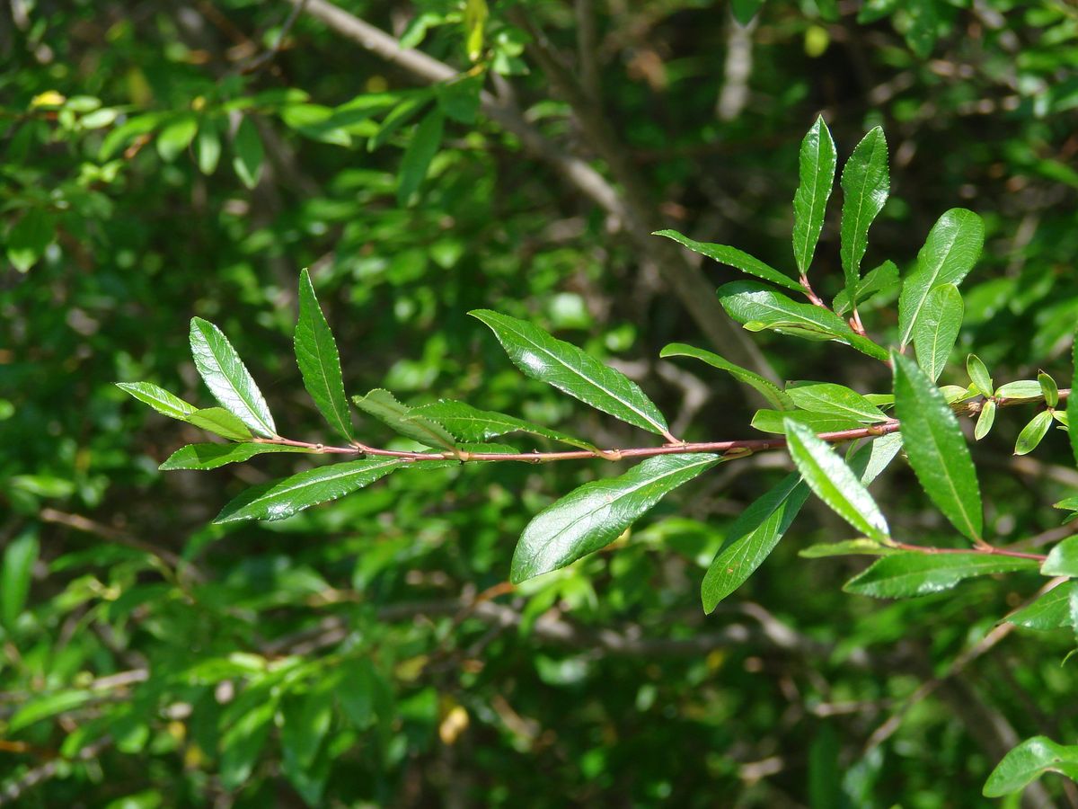 Image of Salix rhamnifolia specimen.