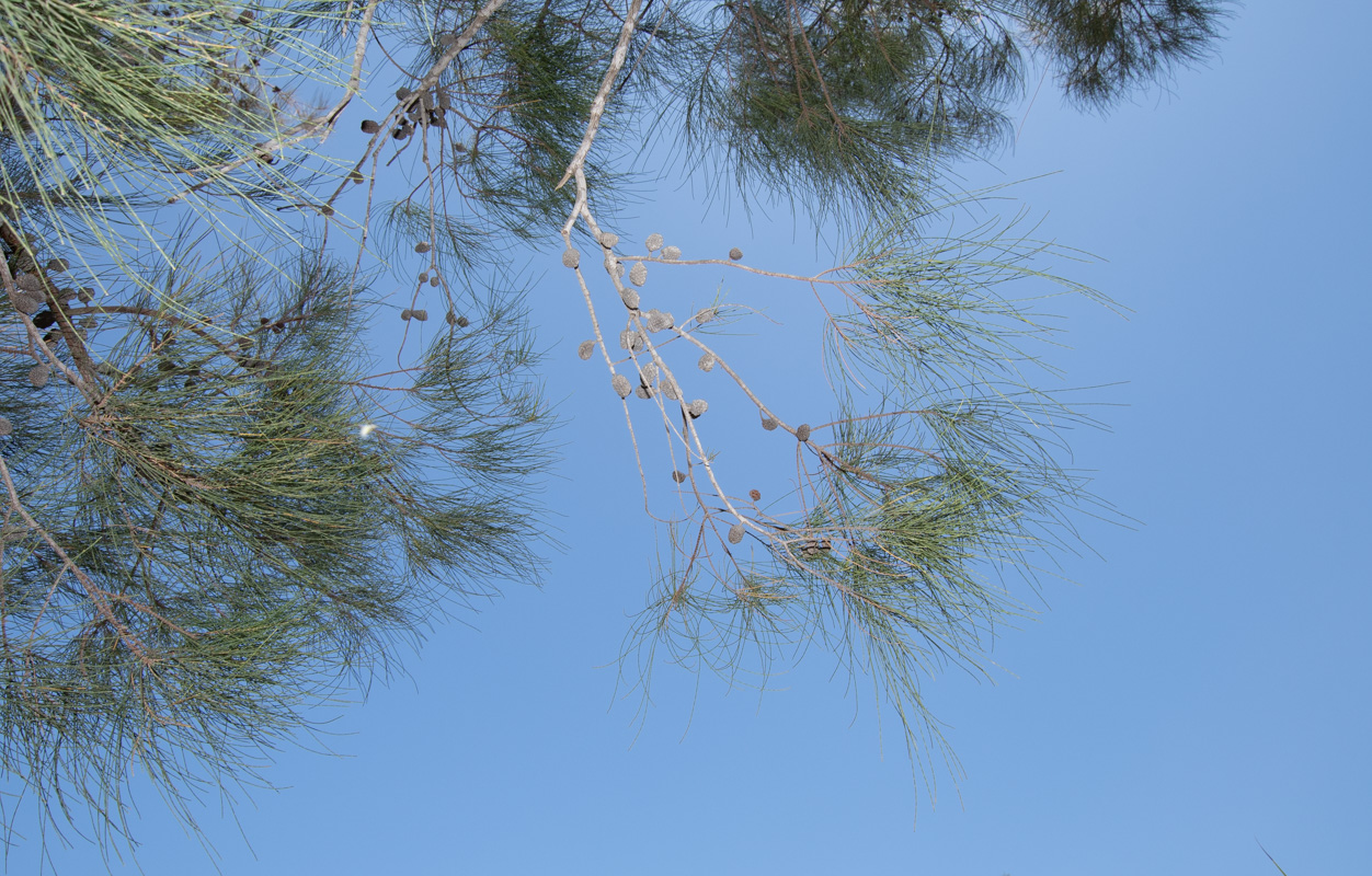 Изображение особи Allocasuarina inophloia.