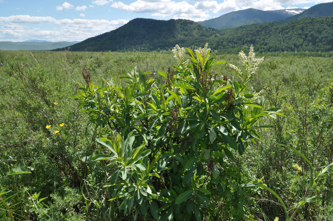 Изображение особи Sibiraea altaiensis.