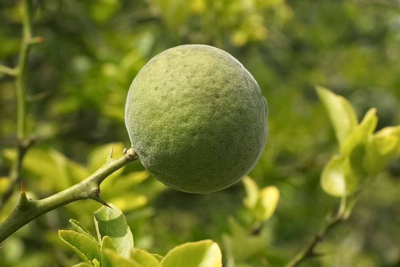 Image of Poncirus trifoliata specimen.