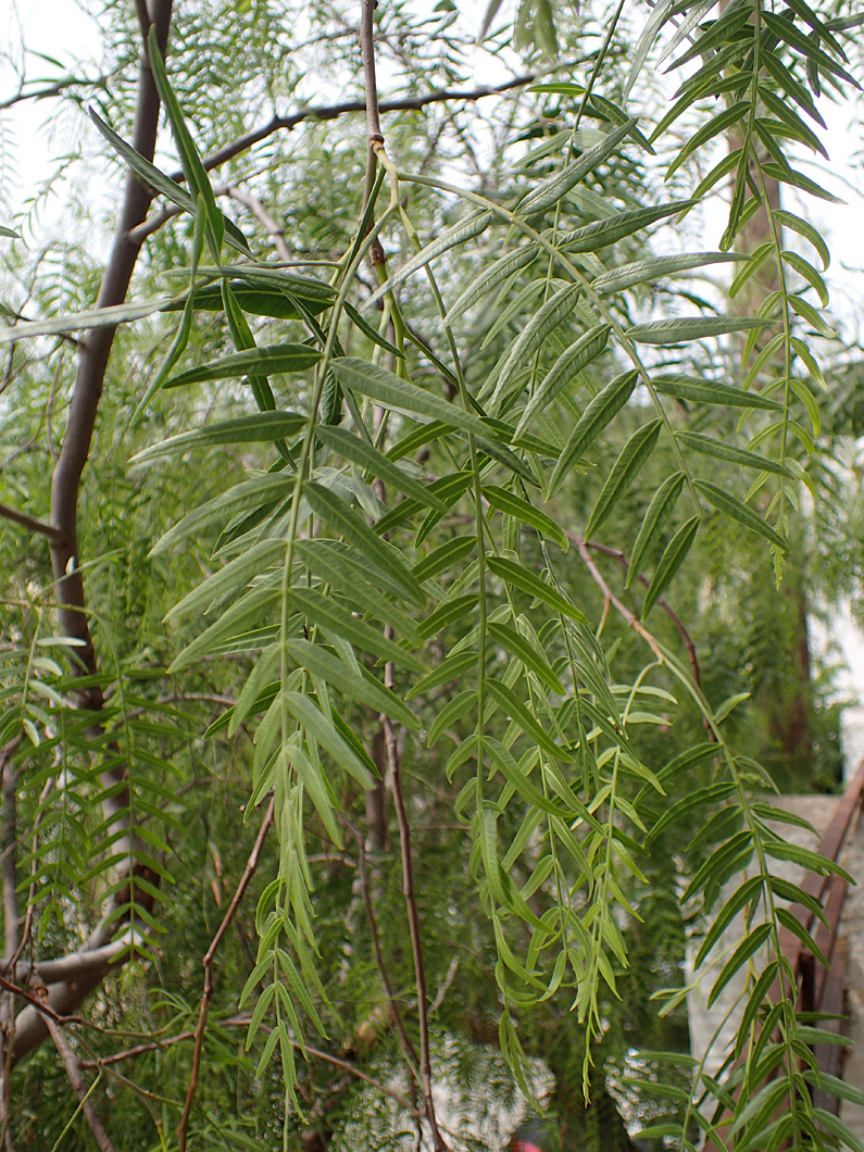 Image of Schinus molle specimen.