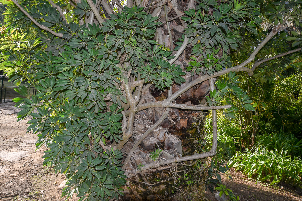 Image of Heptapleurum arboricola specimen.