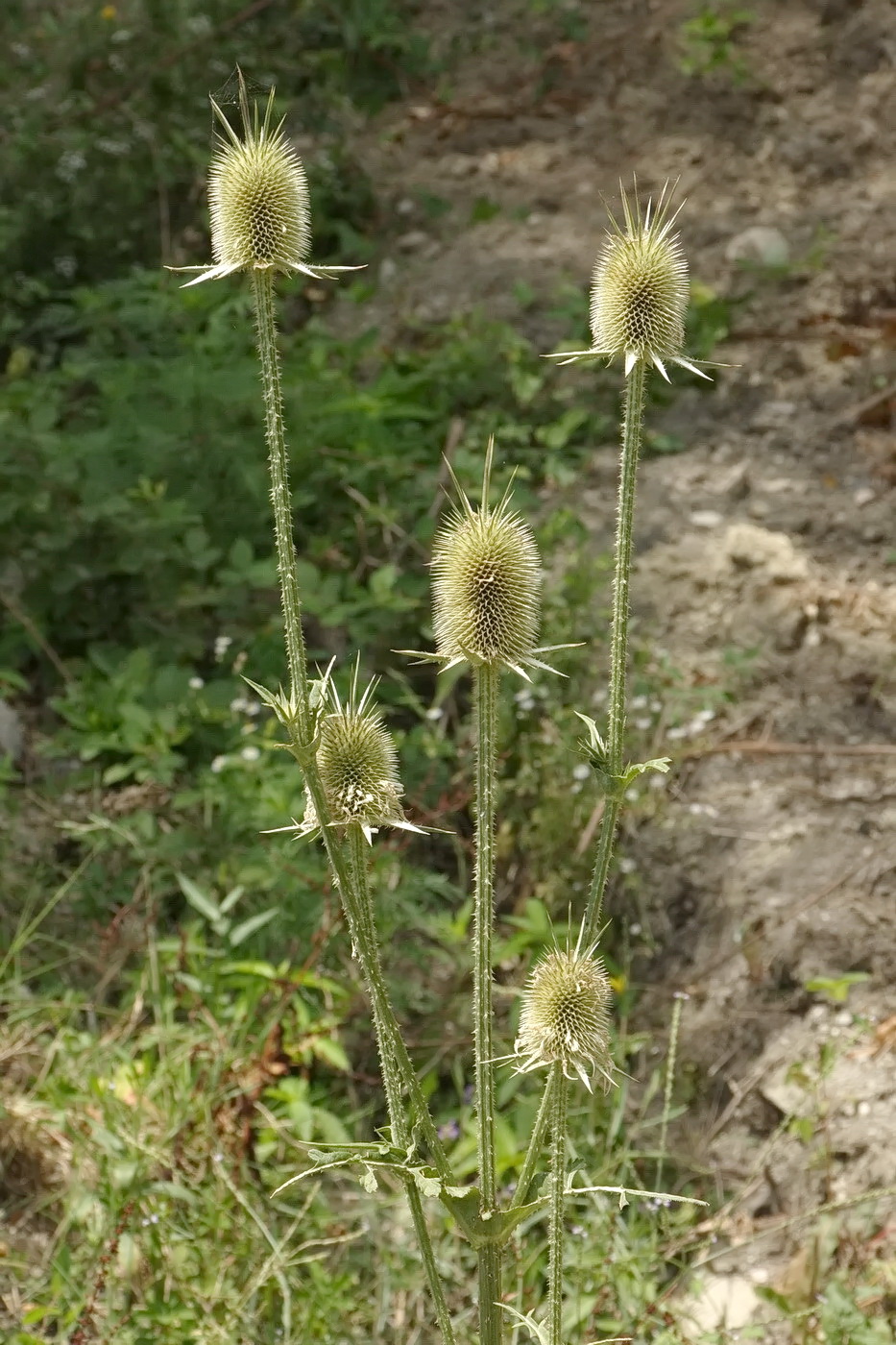 Изображение особи Dipsacus laciniatus.