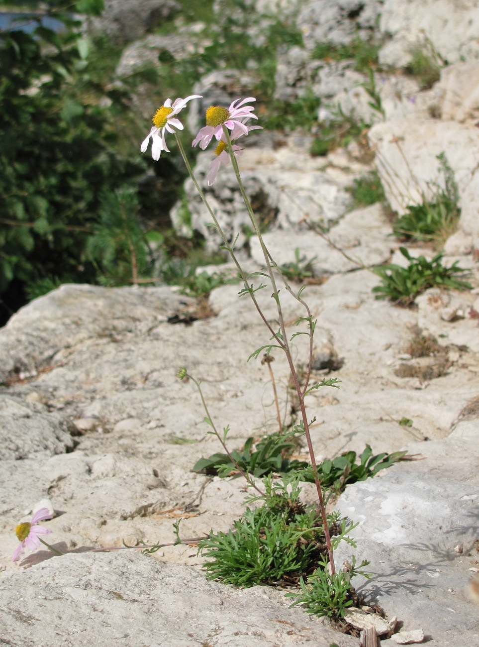 Image of Chrysanthemum zawadskii specimen.