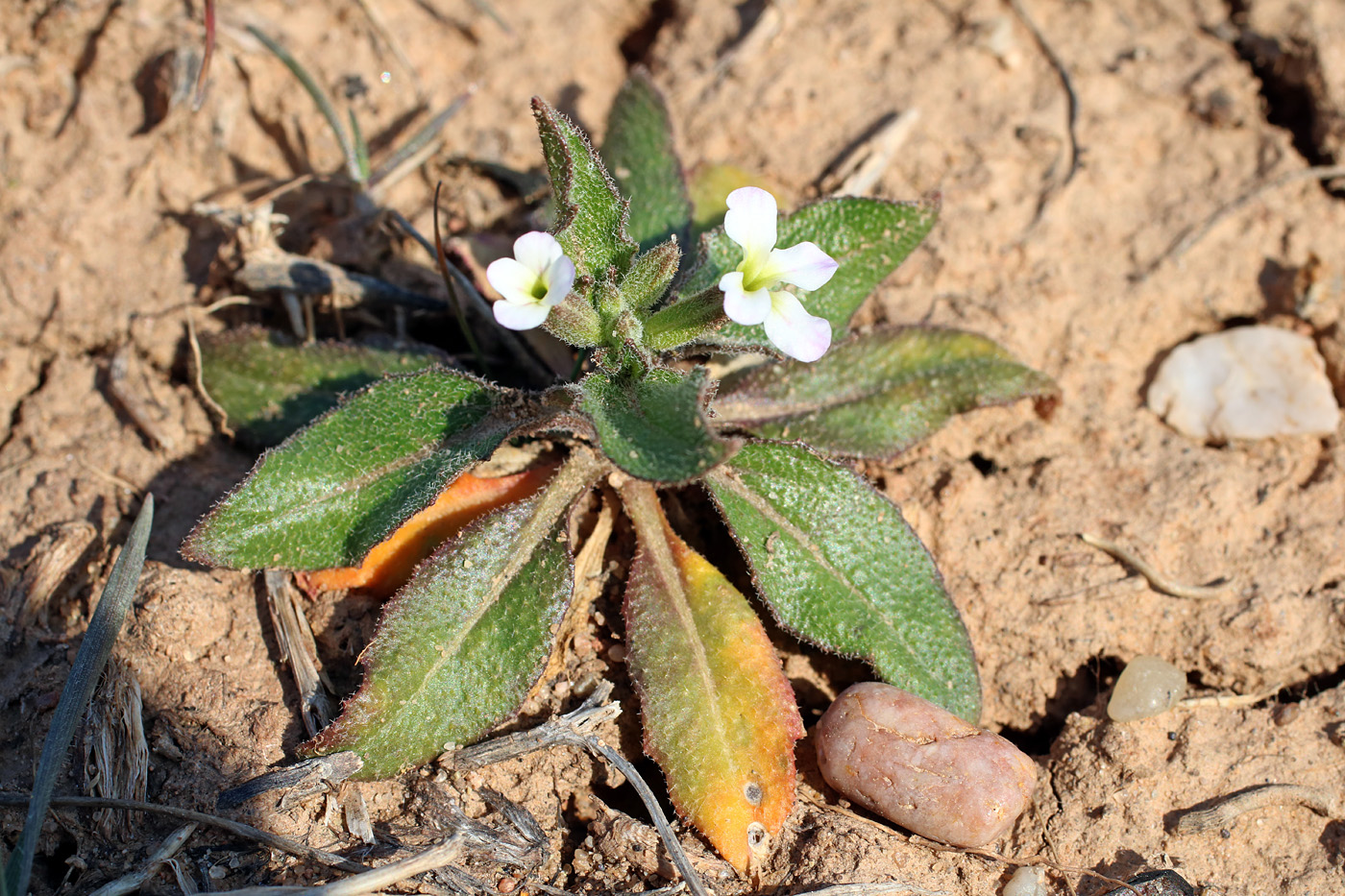 Изображение особи Strigosella africana.