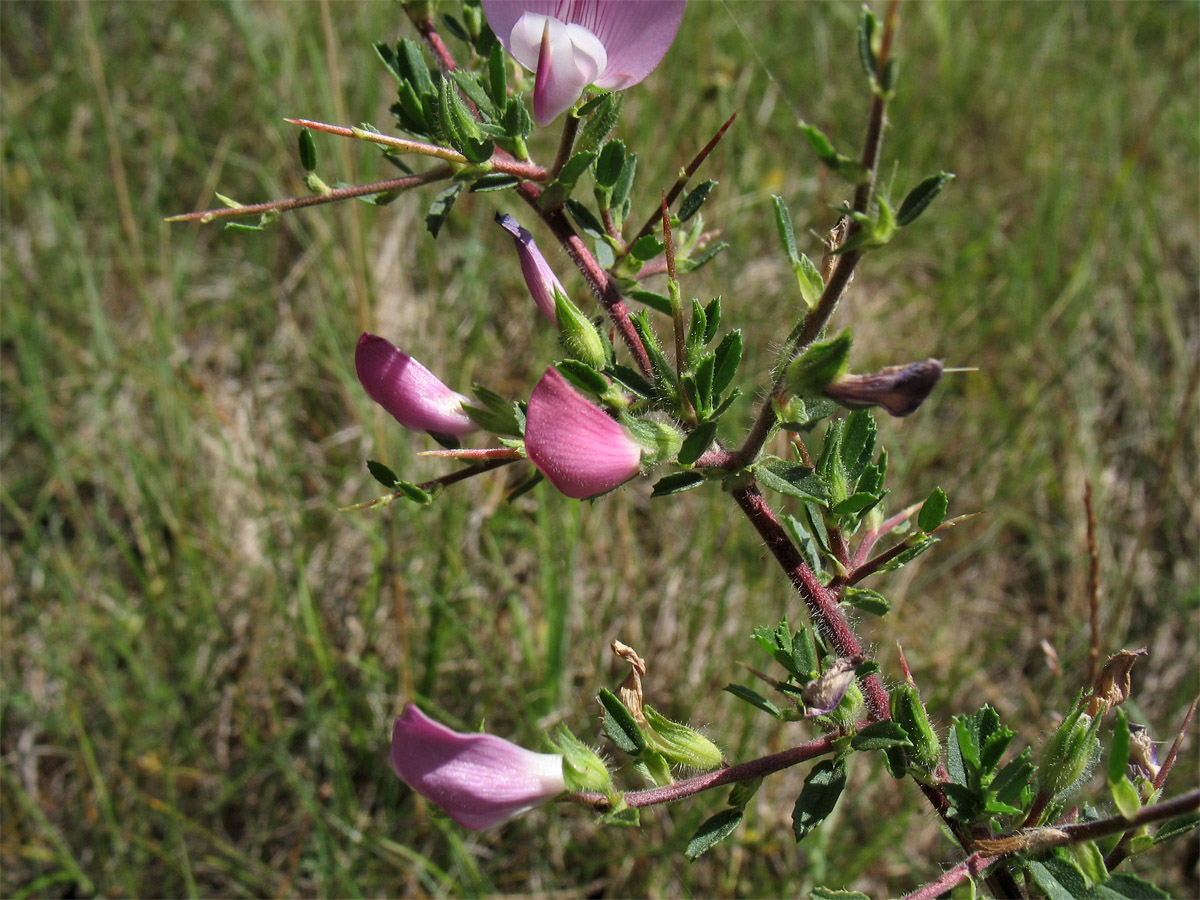 Image of Ononis spinosa specimen.