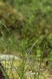 Carex globularis. Плодоносящее растение в кустарничково-сфагновом сосняке. Ленинградская обл., Лужский р-н, окр. дер. Кемка. 10.06.2010.