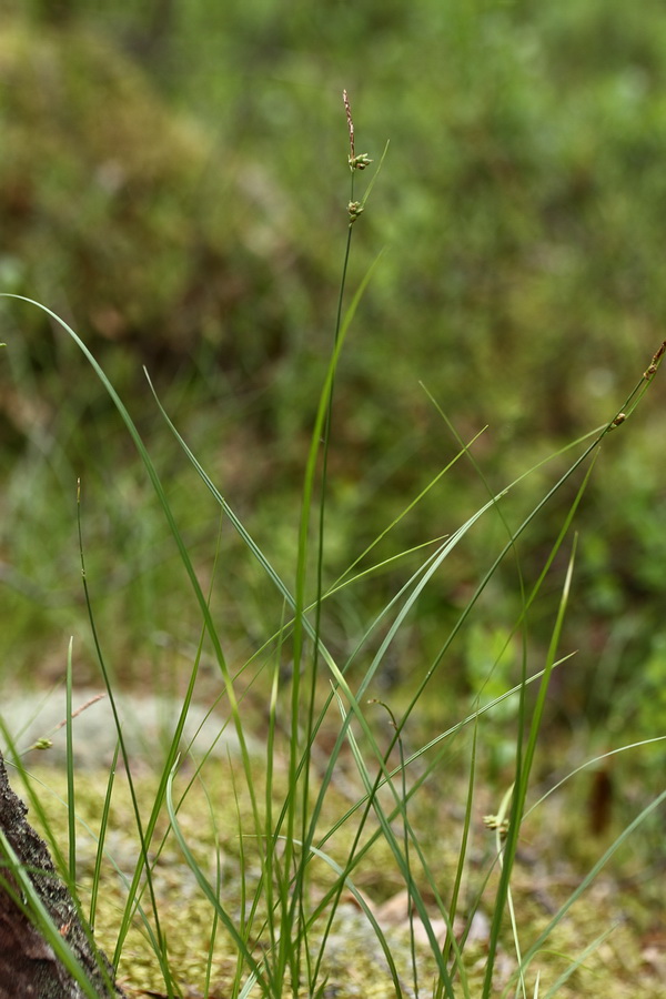 Image of Carex globularis specimen.
