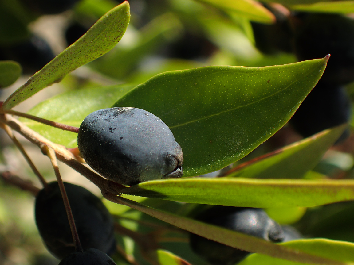 Image of Myrtus communis specimen.